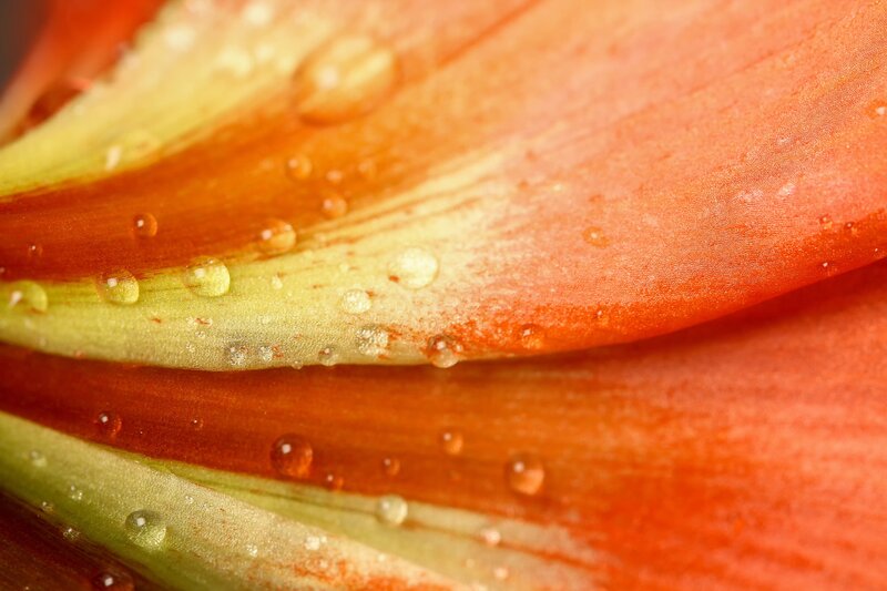 Close-up of flower petal with water droplets