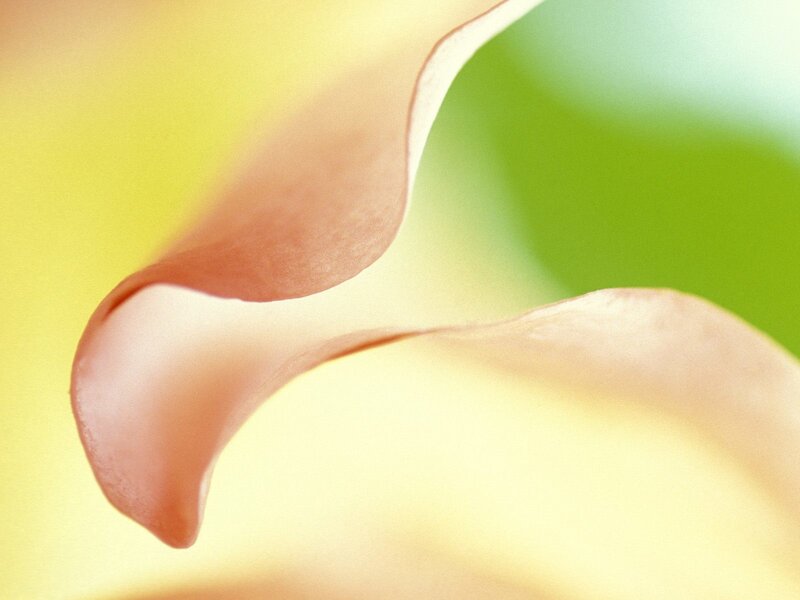 Close-up of flower petals
