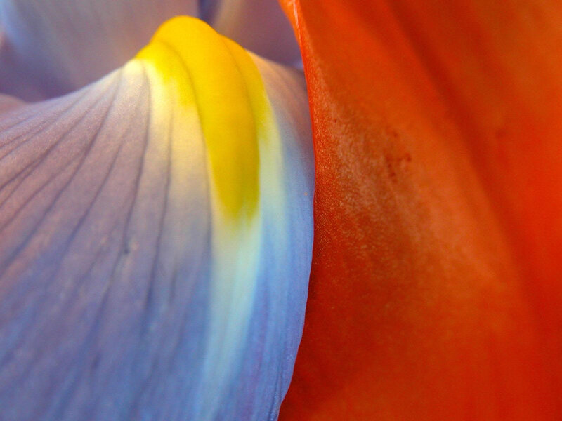 Close-up of Flower Petals — Blue