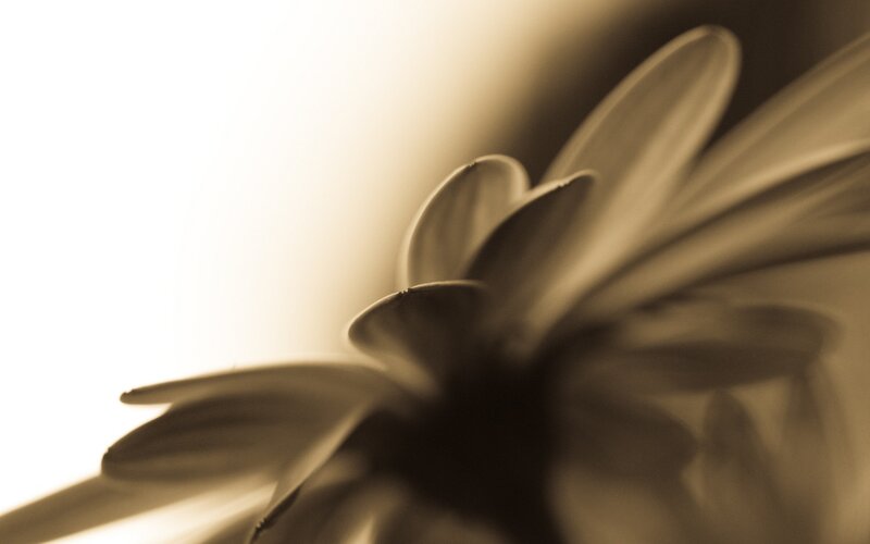 Close-up of Flower Petals — Brown