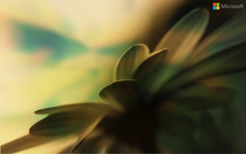 Close-up of Flower Petals — Green