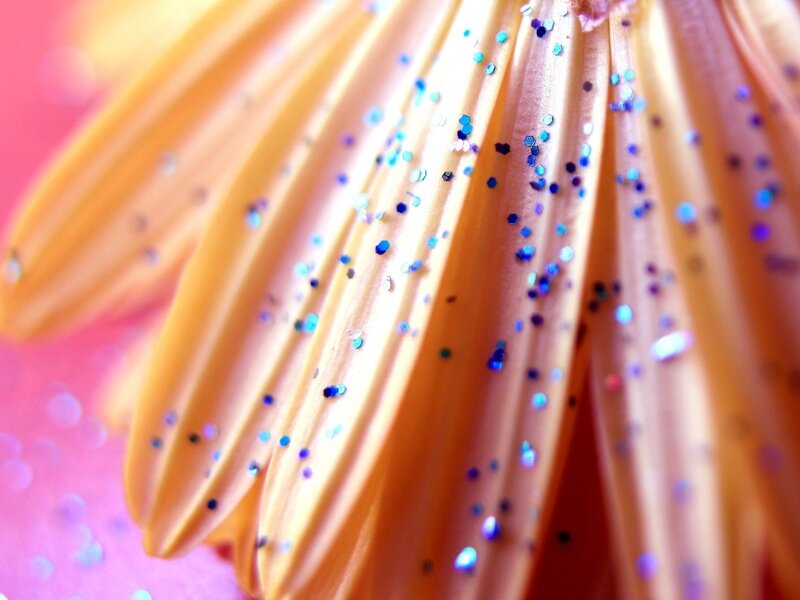 Close-up of Flower Petals — Orange