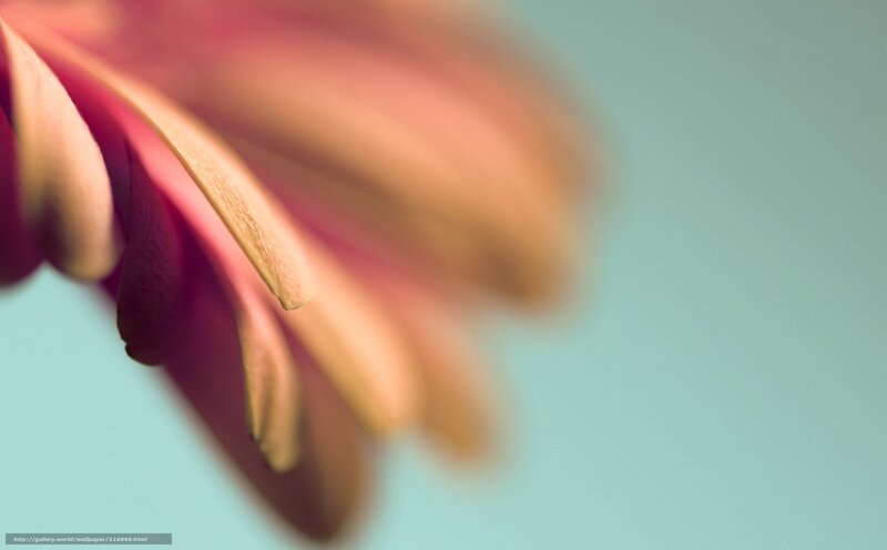 Close-up of Flower Petals — Pink
