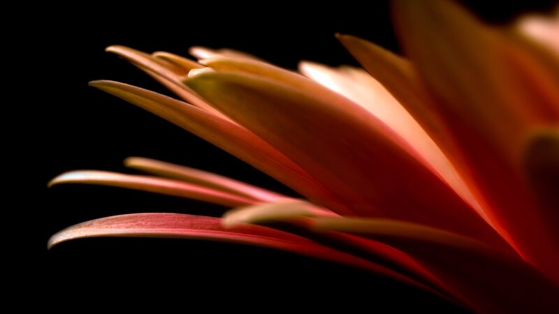Close-up of Flower Petals — Red, Dramatic, Photograph