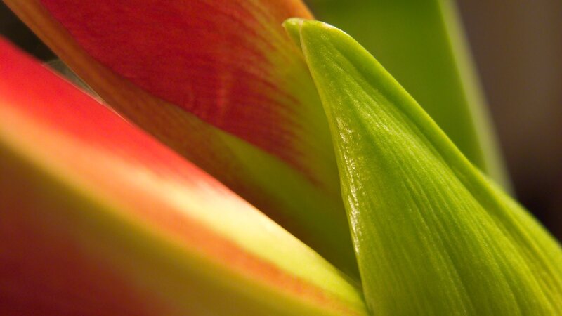 Close-up of Flower Petals — Red, Dramatic