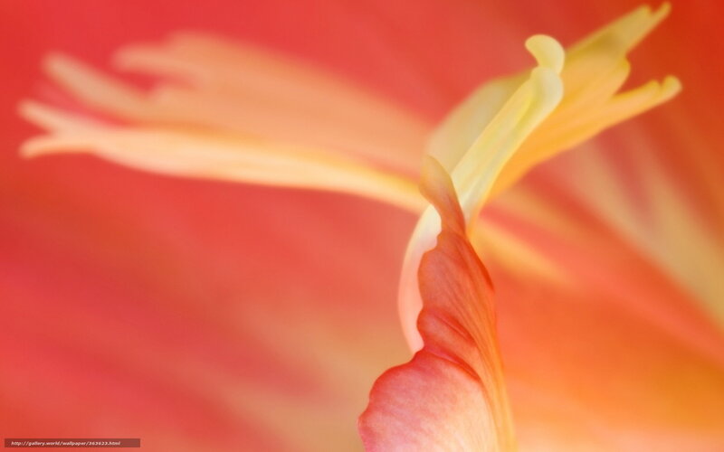 Close-up of Flower Petals — Red, Vibrant