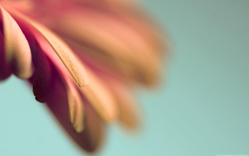 close-up of flower petals