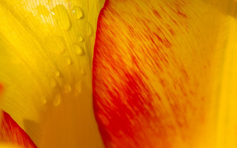 Close-up of Flower Petals — Yellow