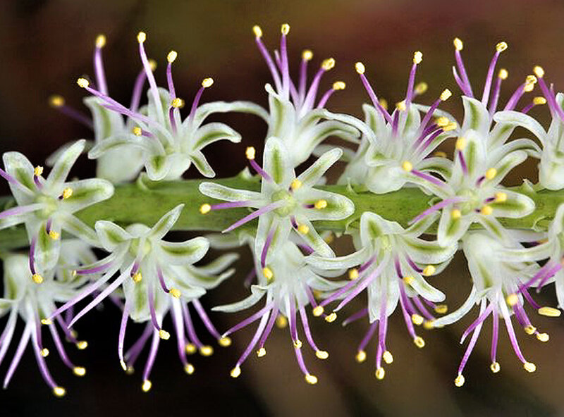 Close-up of Flower Spikes