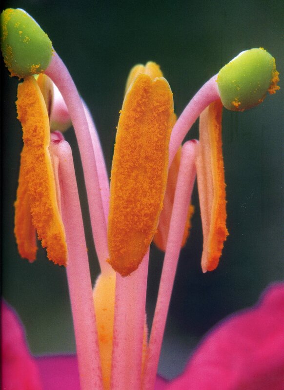 close-up of flower stamen