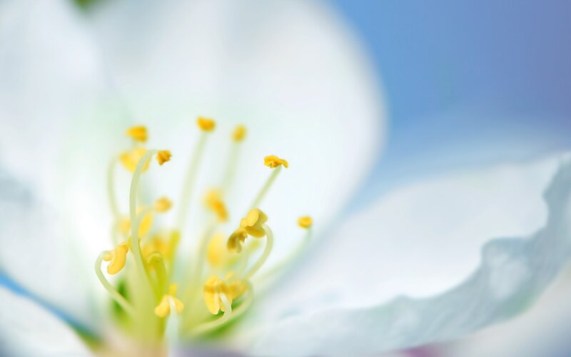 close-up of flower stamen