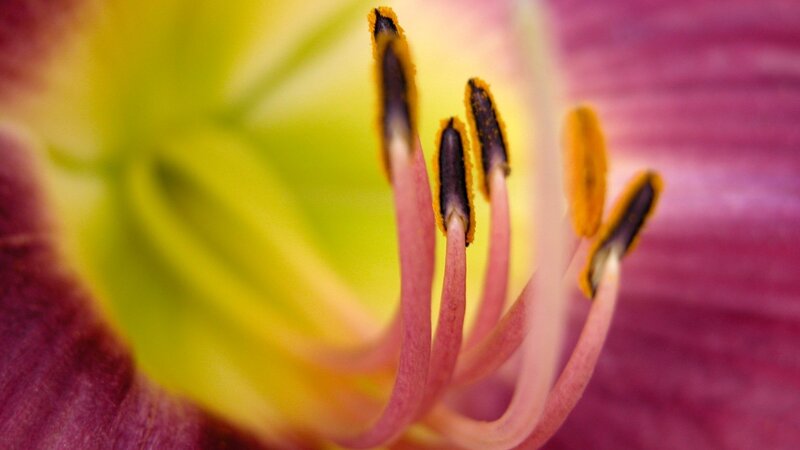 close-up of flower stamen