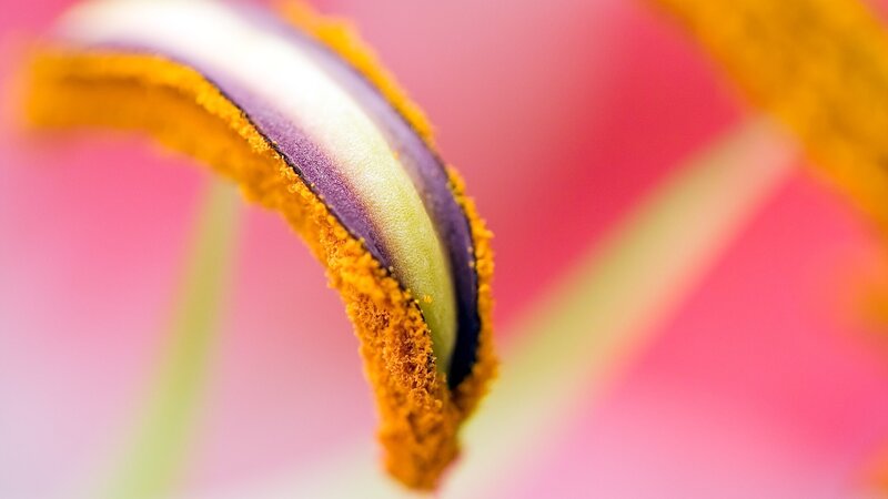 Close-up of flower stamen