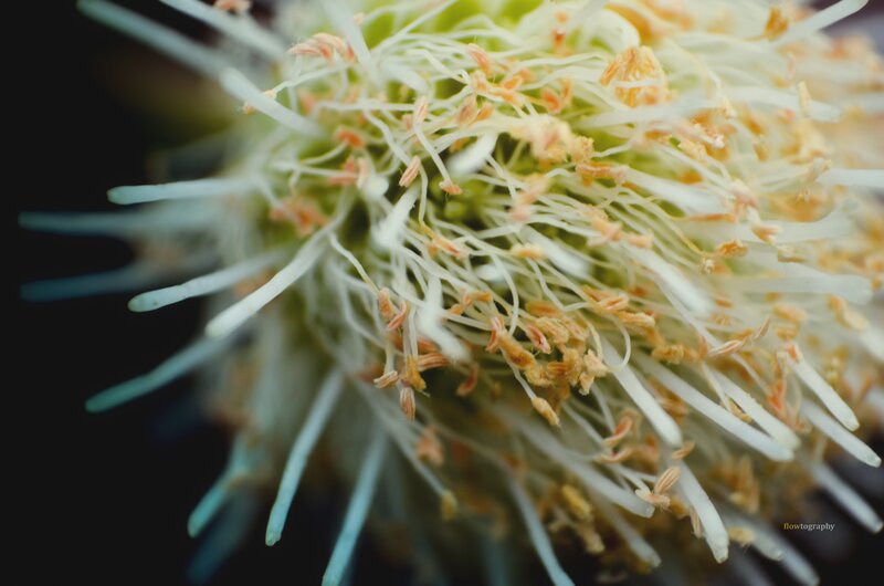 close-up of flower stamen