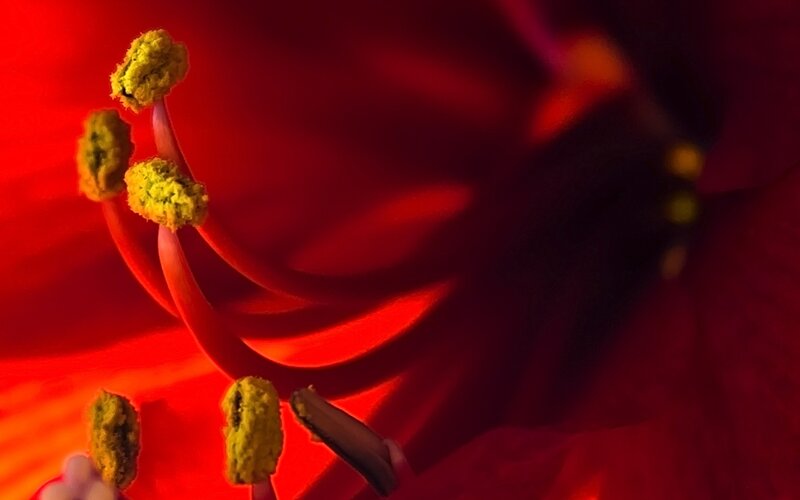 close-up of flower stamen