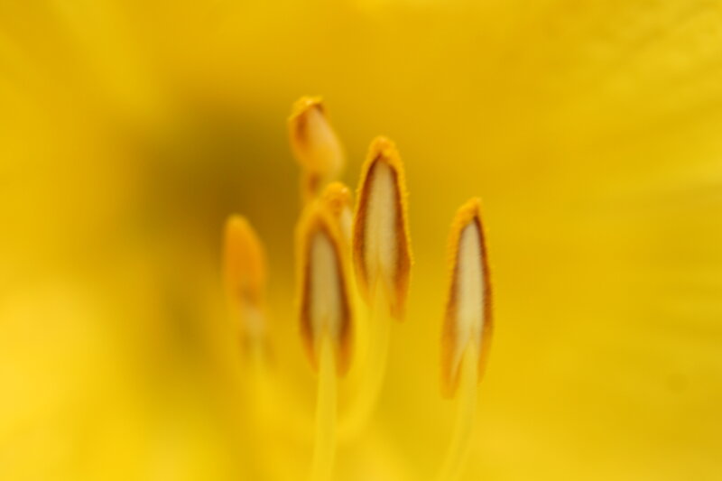 close-up of flower stamen