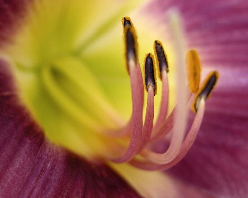 Close-up of flower stamen