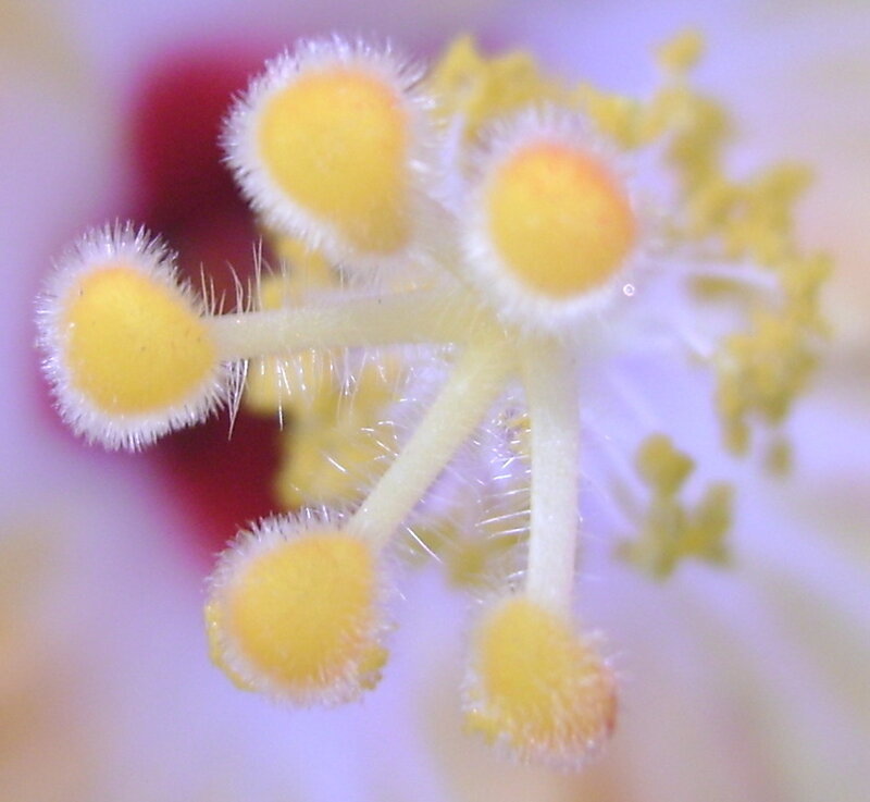 close-up of flower stamen