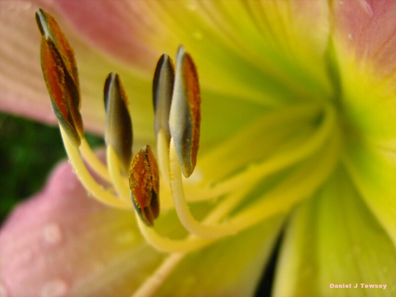 close-up of flower stamen