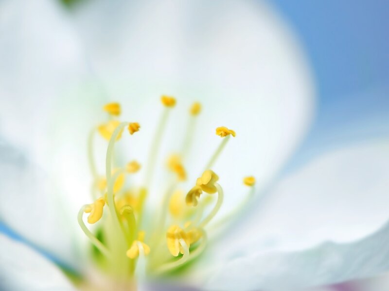 close-up of flower stamen