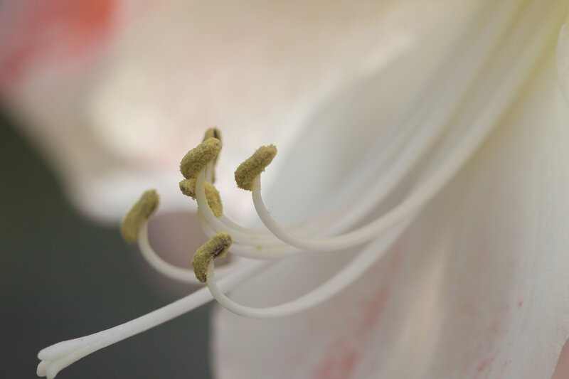 close-up of flower stamen
