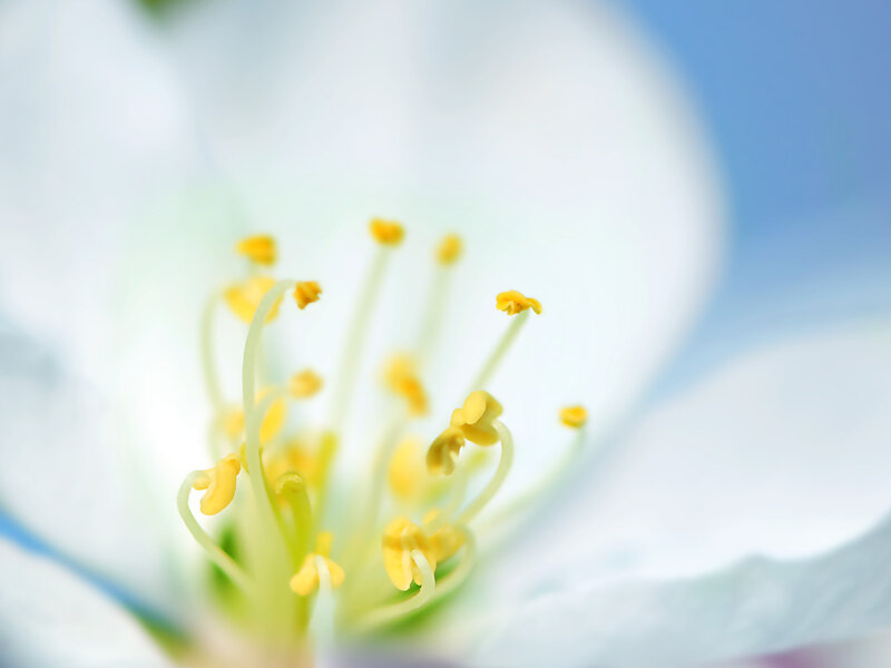 Close-up of flower stamen