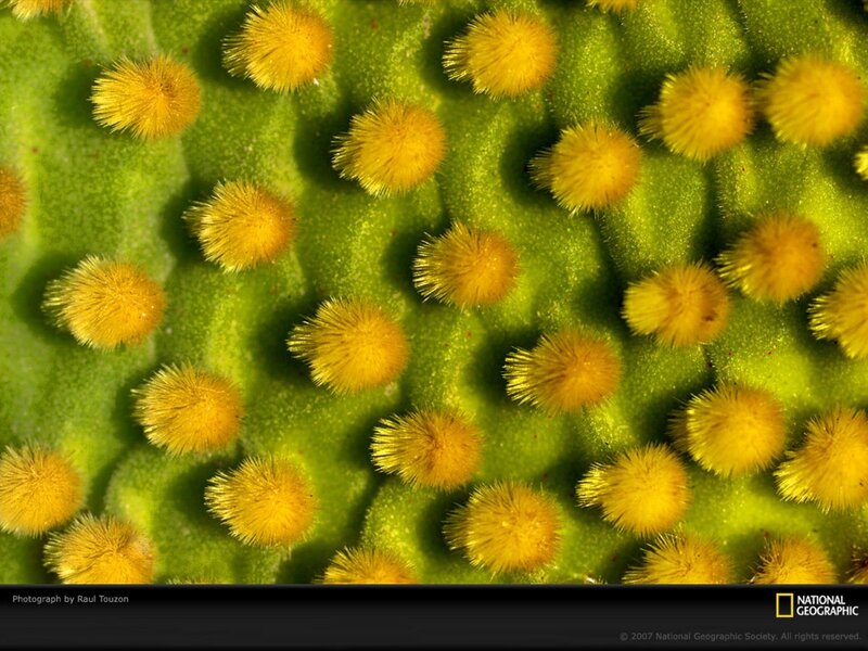 close-up of flower stamen