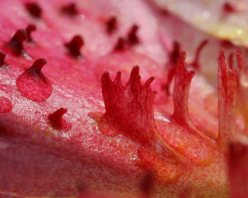 close-up of flower stamen