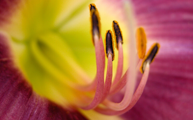 close-up of flower stamen