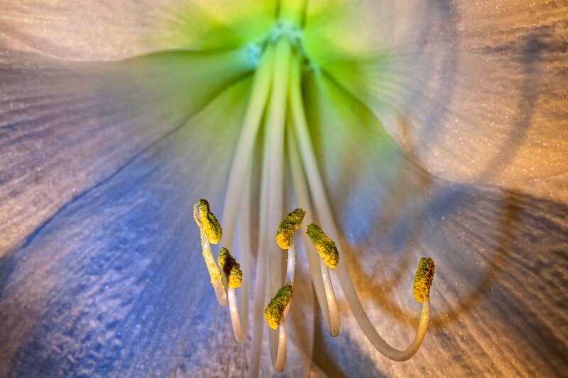 Close-up of Flower Stamen — Green, Dramatic