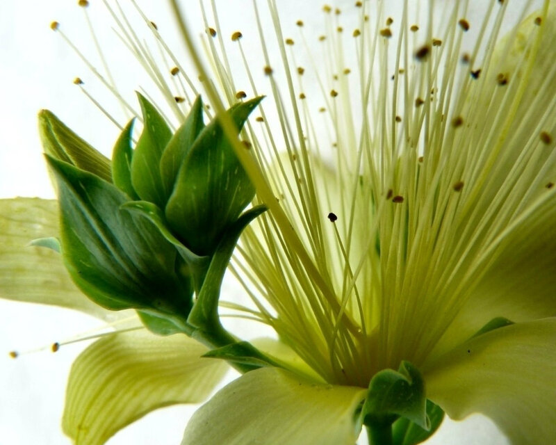 Close-up of Flower Stamen — Green