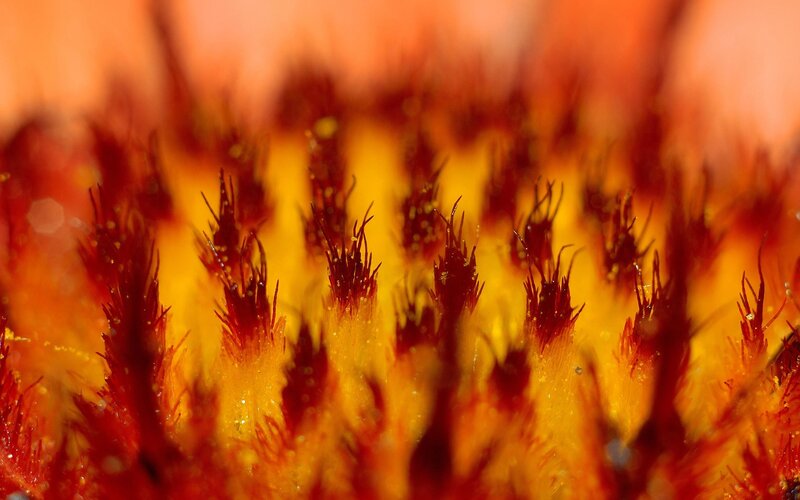 Close-up of Flower Stamen — Orange
