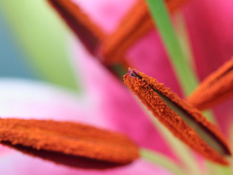 Close-up of Flower Stamen — Pink