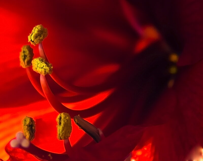 Close-up of Flower Stamen — Red, Dramatic