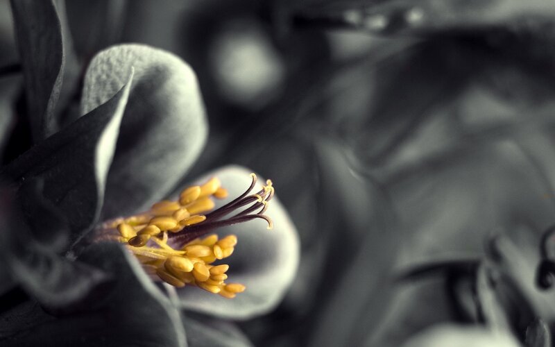 Close-up of Flower Stamen — Yellow, Dramatic