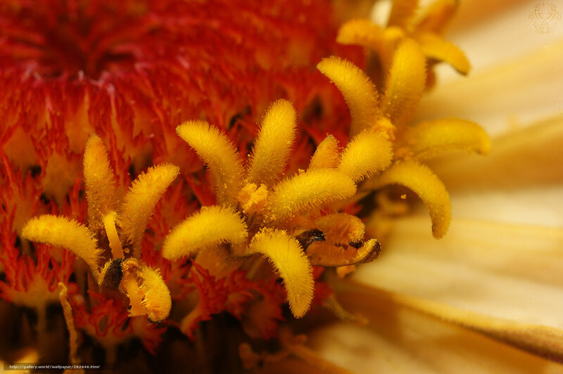 Close-up of Flower Stamen — Yellow, Natural