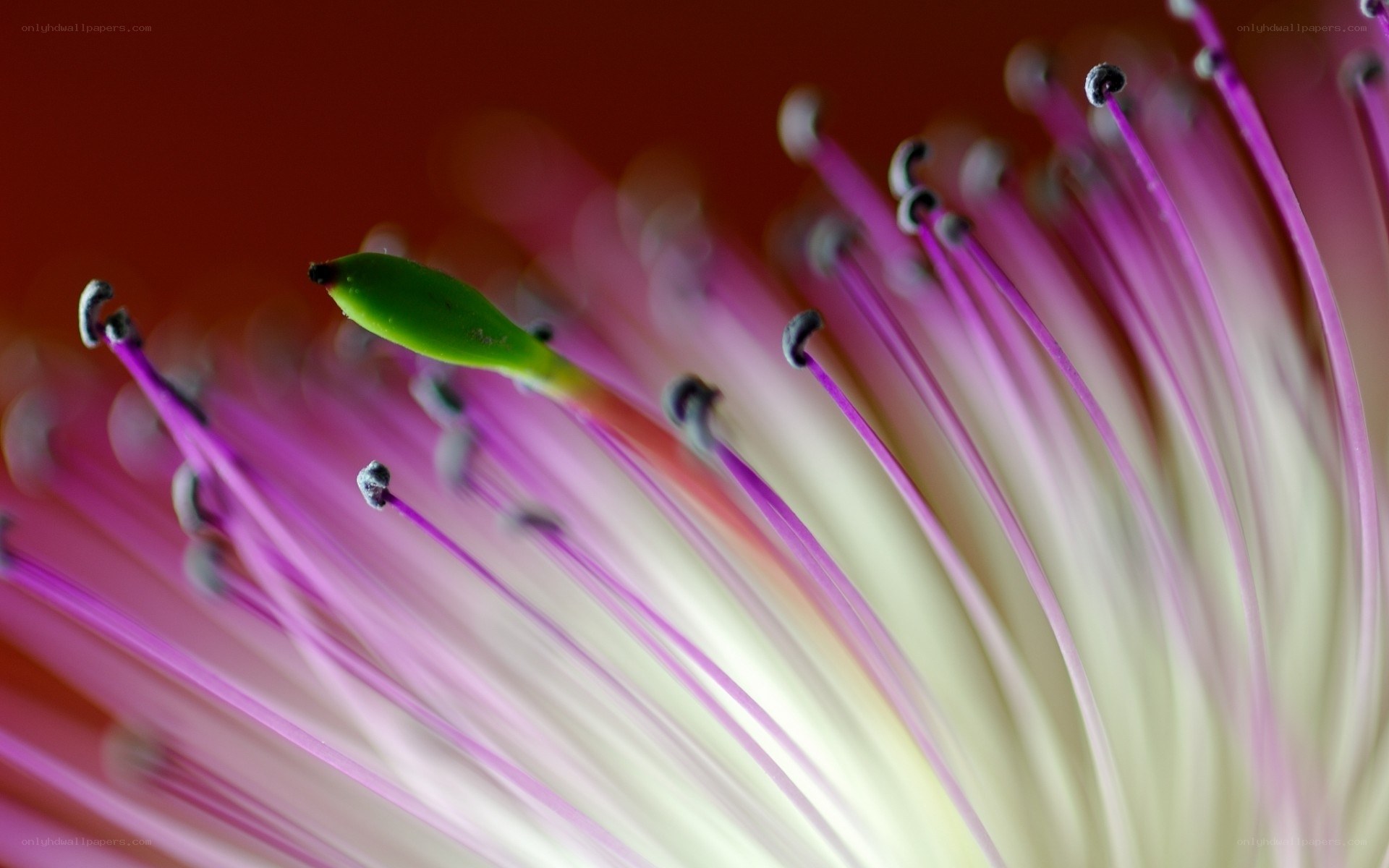 Close-up of flower stamens