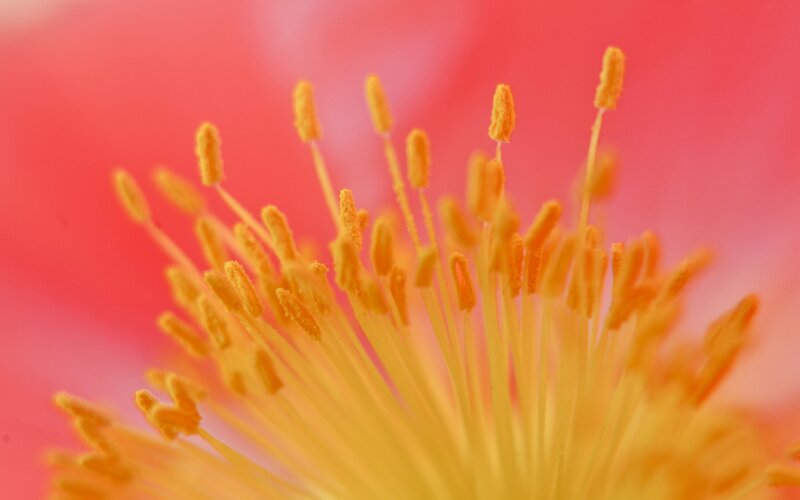 Close-up of flower stamens