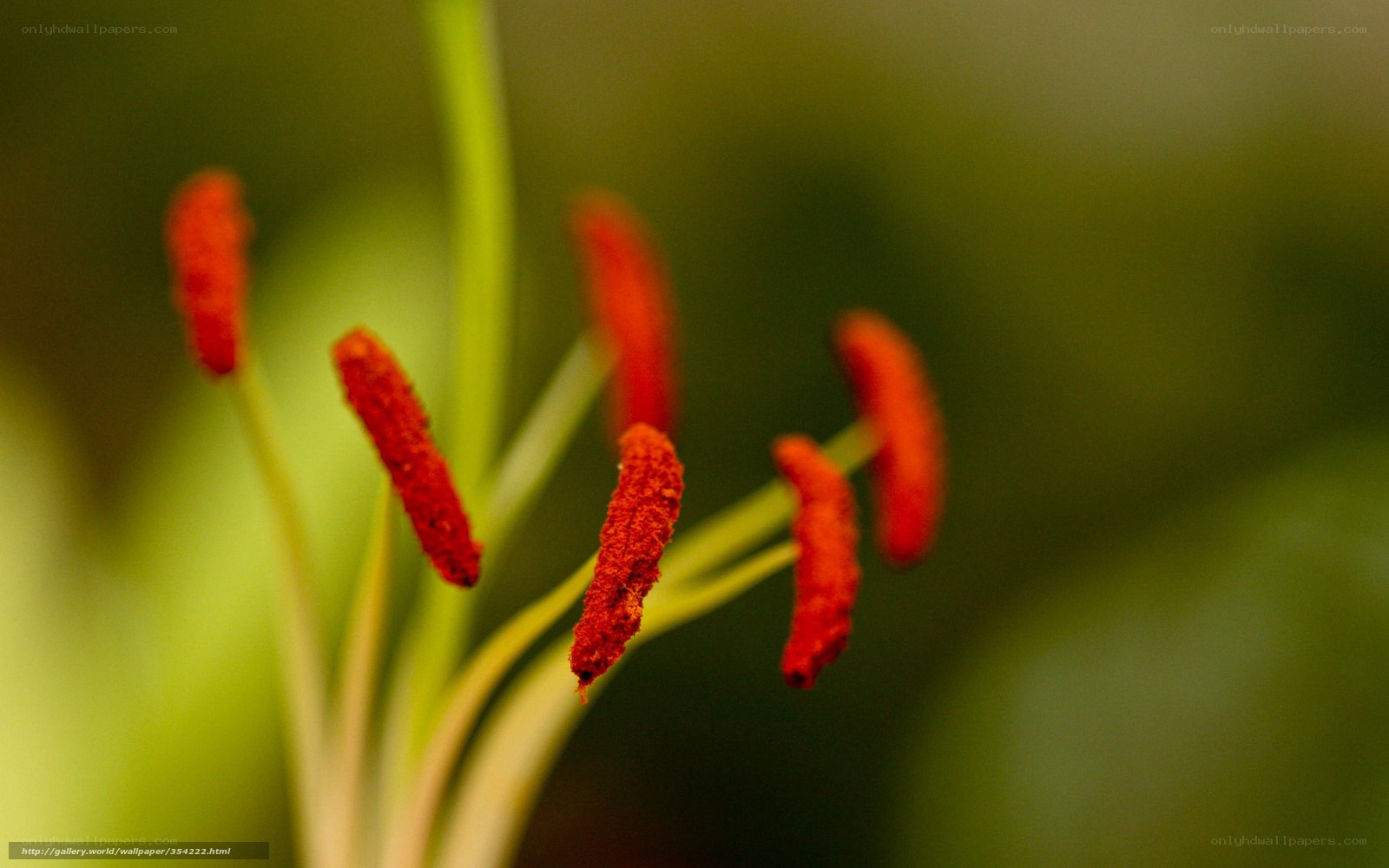 Close-up of flower stamens