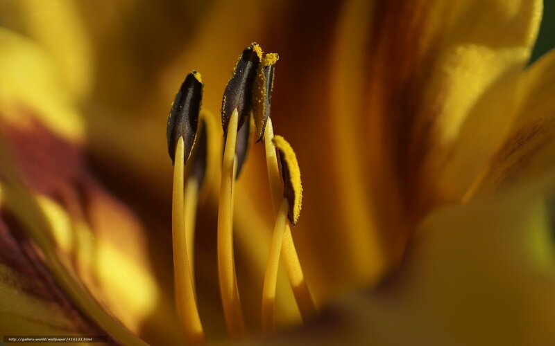 Close-up of flower stamens