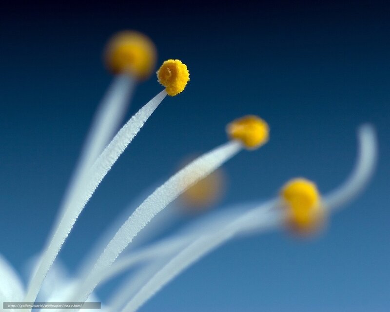 Close-up of flower stamens