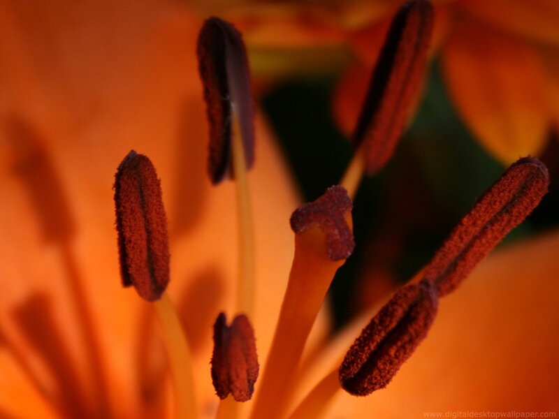 close-up of flower stamens