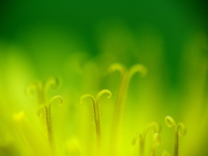 Close-up of flower stamens