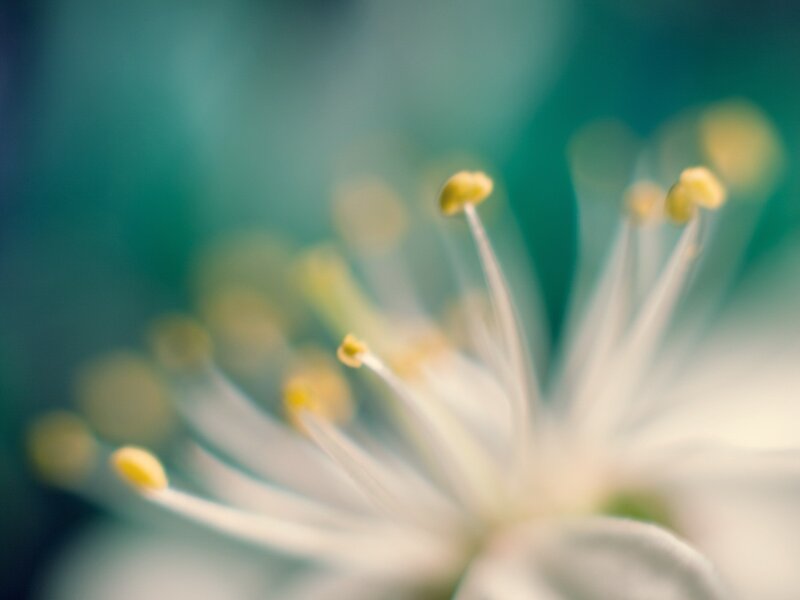 Close-up of flower stamens