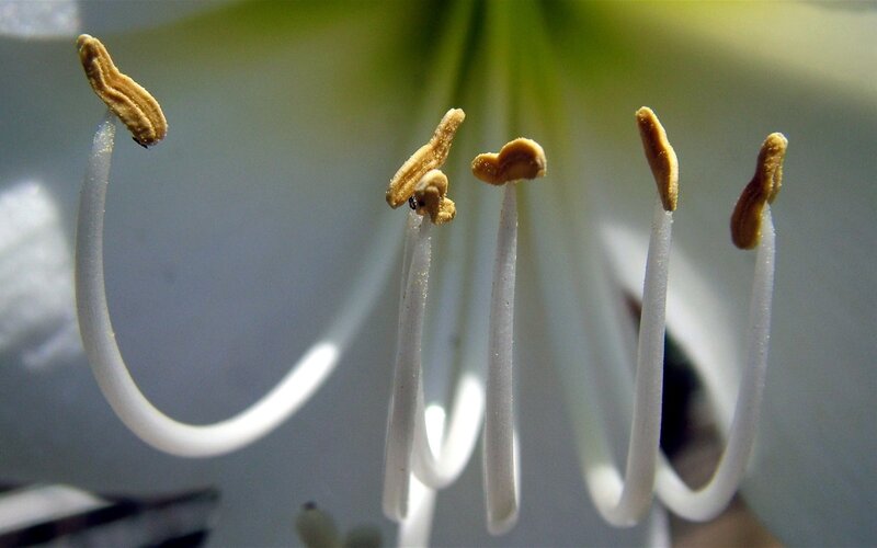 close-up of flower stamens