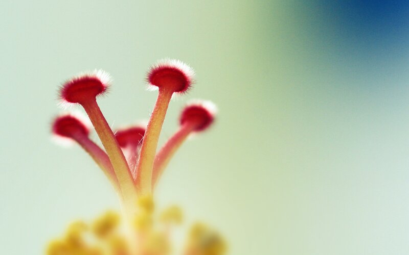 close-up of flower stamens