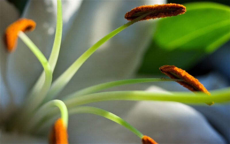 close-up of flower stamens