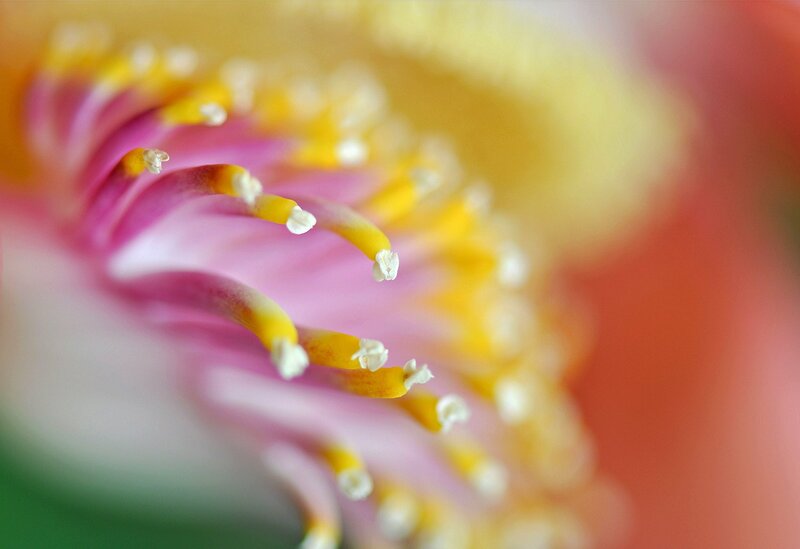 Close-up of flower stamens
