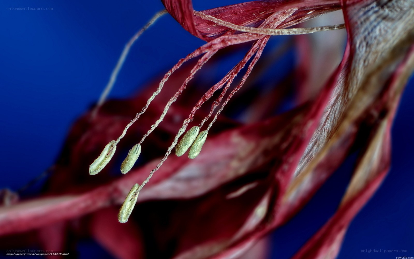 Close-up of flower stamens