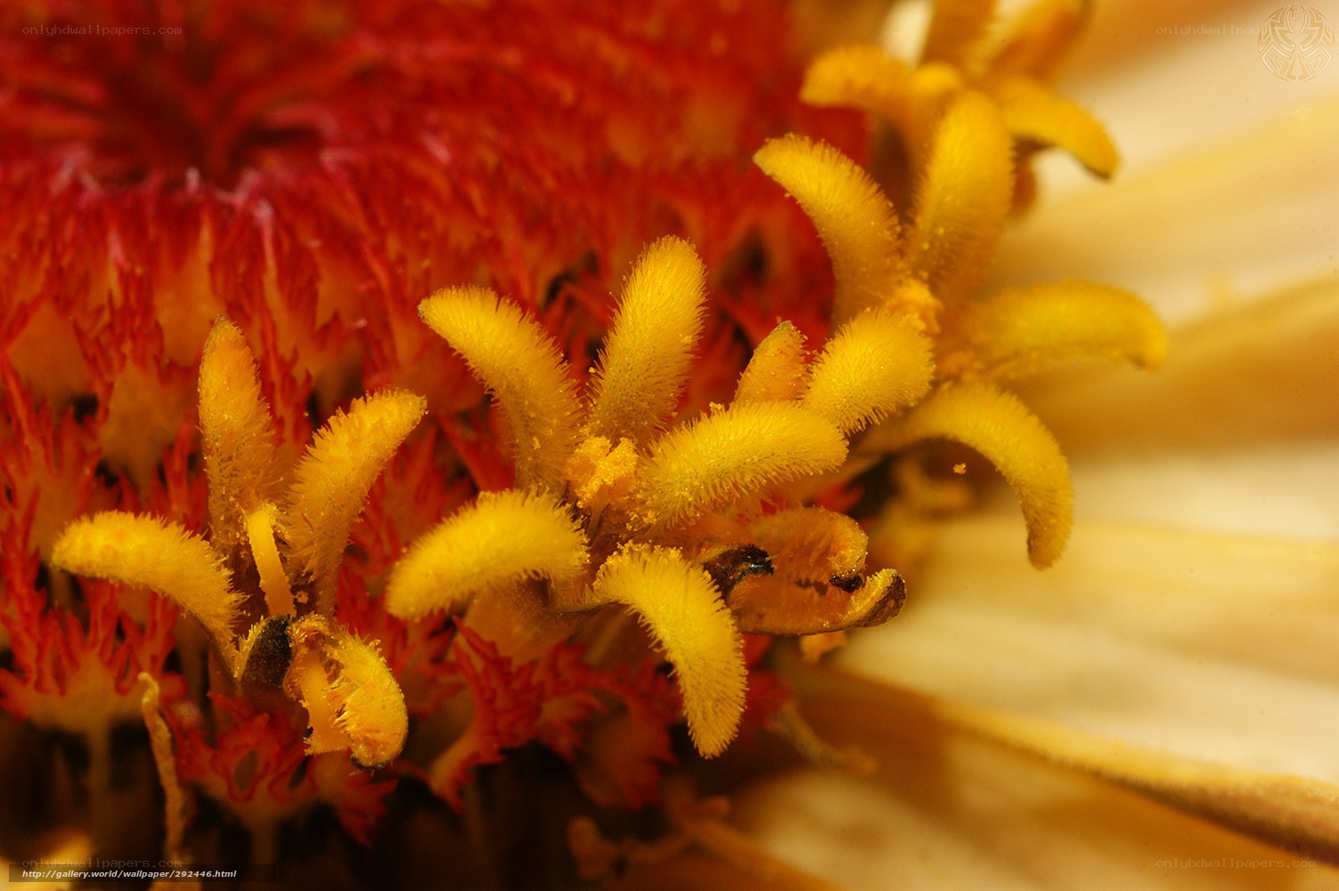 close-up of flower stamens